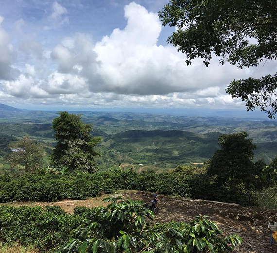 Colombian landscape with coffee plants 