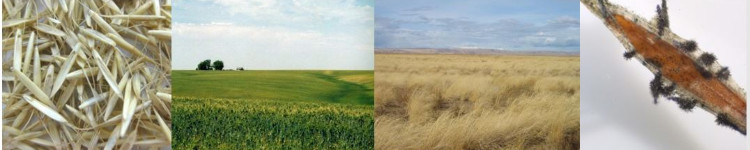 Seeds, two pictures of fields and a microscope picture of a seed Seeds, two pictures of fields and a microscope picture of a seed