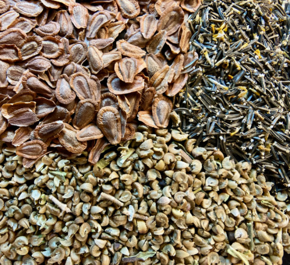 seeds