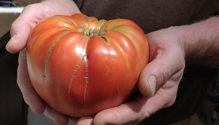 Elizabeth's tomato Elizabeth's tomato