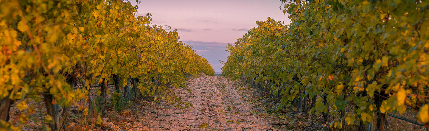 Vineyard