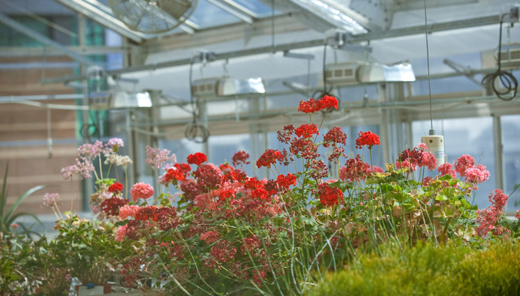Red and pink flowers growing in greenhouse Red and pink flowers growing in greenhouse