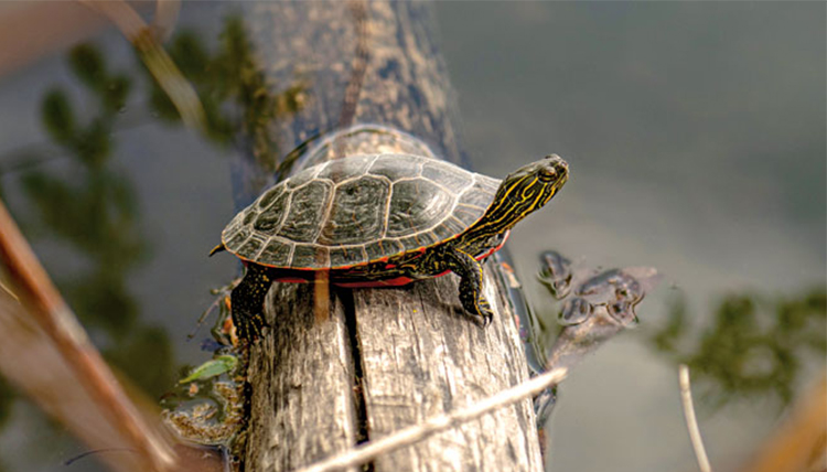 turtle on a log in the water turtle on a log in the water