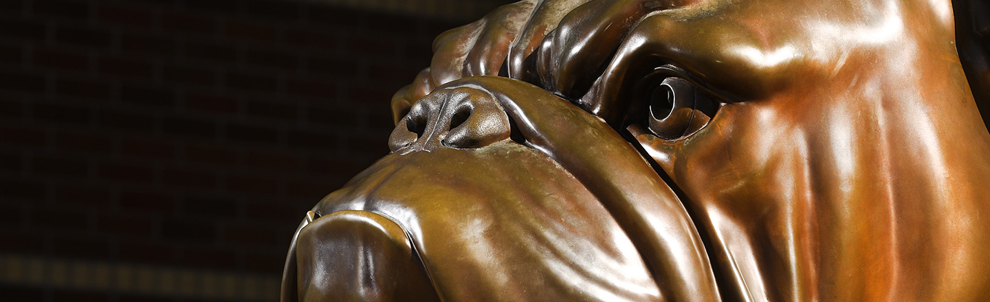 Closeup of Spike the Bulldog.