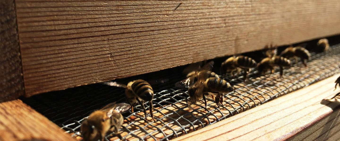Bees at Hemmingson Apiary