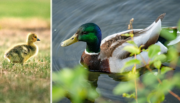 photo of fuzzy baby duckling and adult mallard photo of fuzzy baby duckling and adult mallard