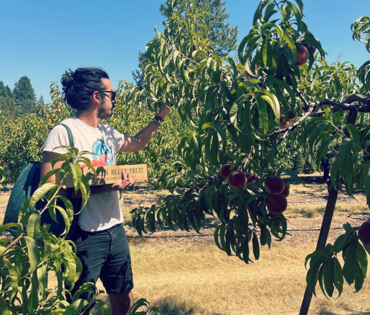Dr. Joseph Vignone of the Gonzaga University History Department in an orchard picking peaches. 