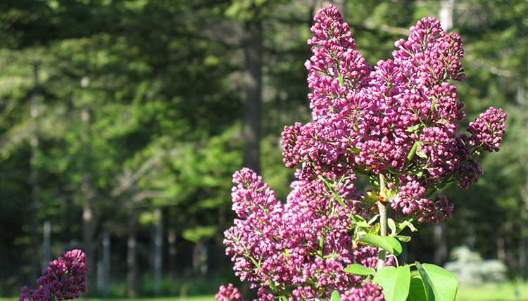 Pink lilacs bloom at Manito Park in the spring. Pink lilacs bloom at Manito Park in the spring.