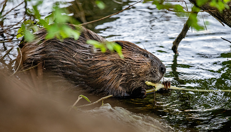 a beaver chewing on a stick a beaver chewing on a stick