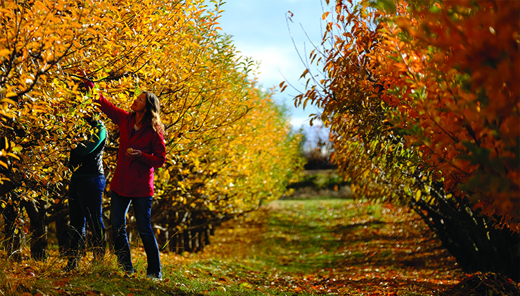 A woman reaches to pick an apple from a tree with yellow leaves in an orchard. A woman reaches to pick an apple from a tree with yellow leaves in an orchard.