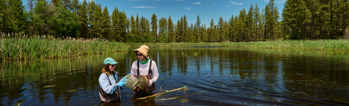 Two Gonzaga University students conducting research in the pond at the Turnbull Wildlife Refuge.