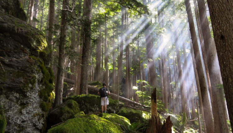 Hiking in the trees