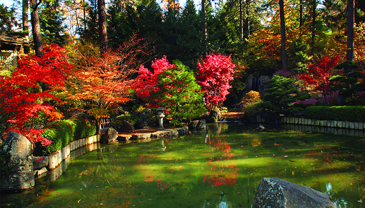 Beautiful fall trees surround a small pond in a Japanese garden. Beautiful fall trees surround a small pond in a Japanese garden.