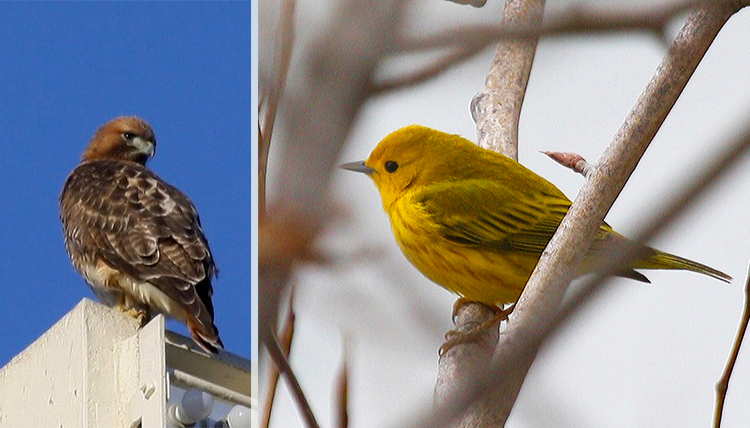 a hawk and a bright yellow bird are residents at Gonzaga's Lake Arthur a hawk and a bright yellow bird are residents at Gonzaga's Lake Arthur
