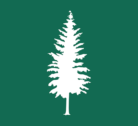 illustration of a pine tree