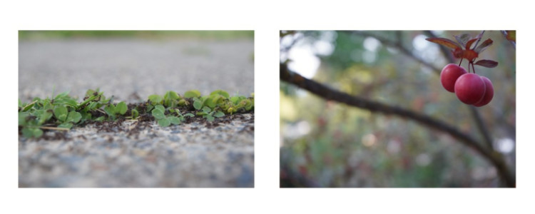 Two nature photos Two nature photos