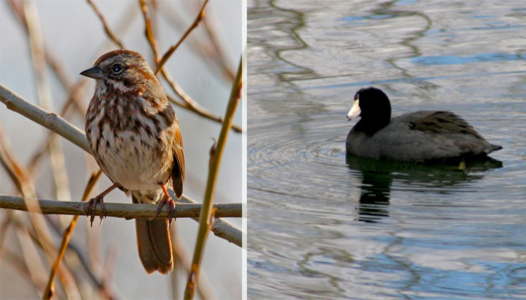 a brown bird and a black duck living at Lake Arthur a brown bird and a black duck living at Lake Arthur