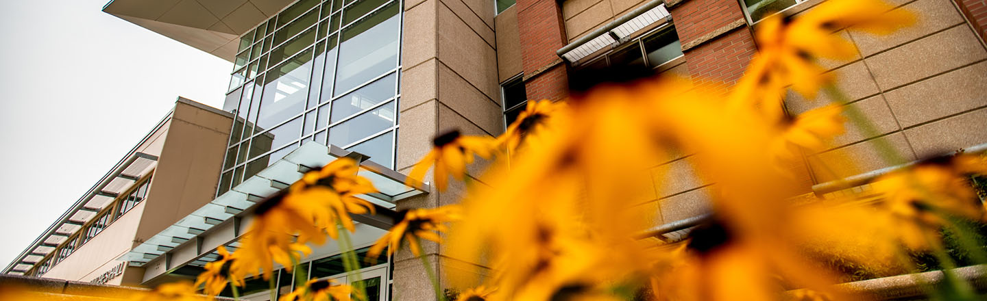 Yelloe flowers with building in the background