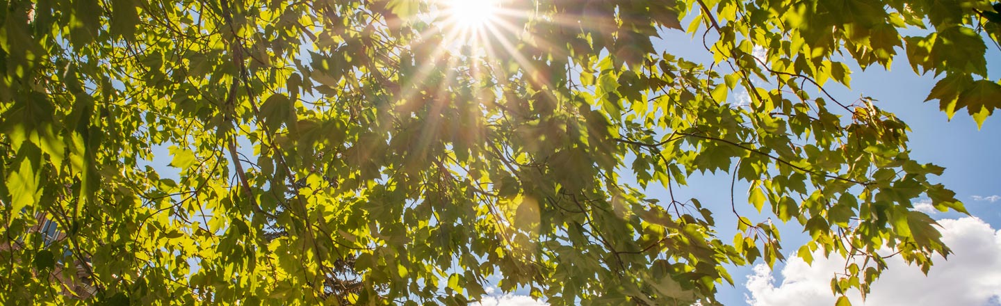 Summer Trees