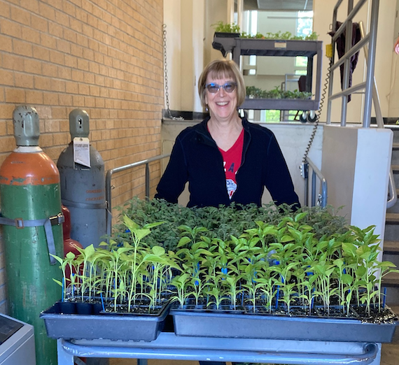 Ann Scott-Ettinger stands over a tray of plant starts before delivering them to the resource center, Our Place. Ann Scott-Ettinger stands over a tray of plant starts before delivering them to the resource center, Our Place.