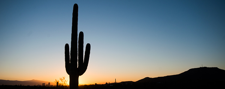 A saguaro cactus stands silhouetted in the wilderness A saguaro cactus stands silhouetted in the wilderness