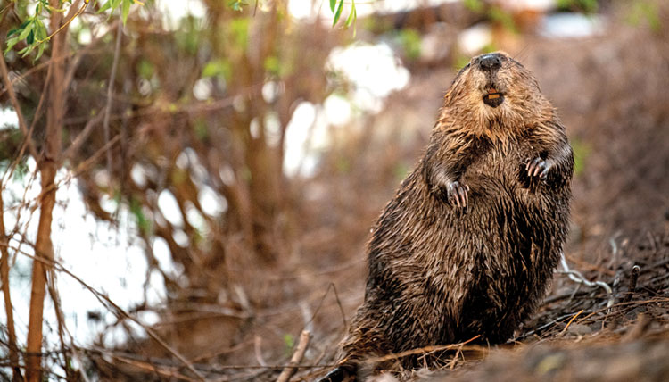 a beaver up close, standing on the lakeshore a beaver up close, standing on the lakeshore