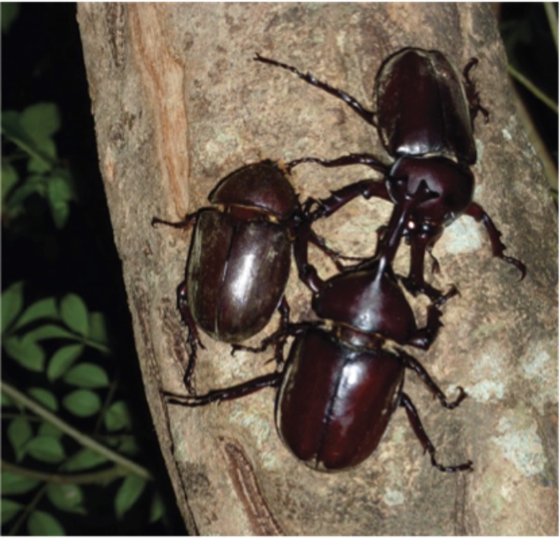 Three black Rhinoceros Beetles. Three black Rhinoceros Beetles.