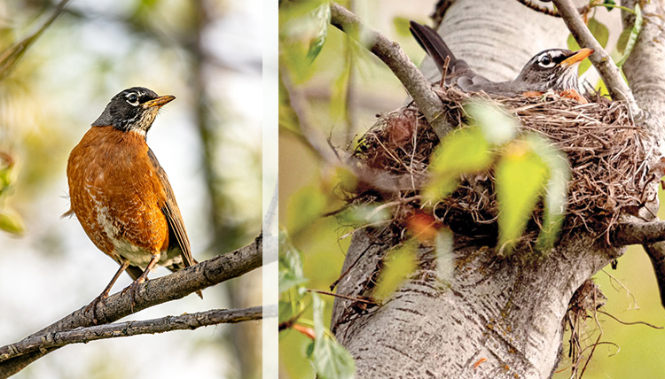 two photos of individual birds, one in nest two photos of individual birds, one in nest