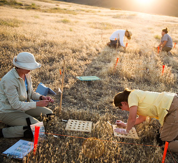 Cheetgrass research