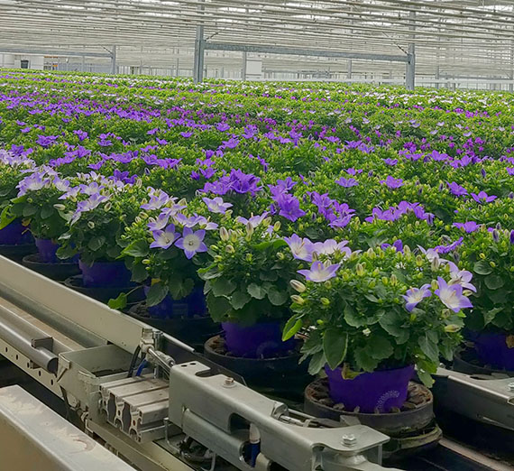 greenhouse greenhouse
