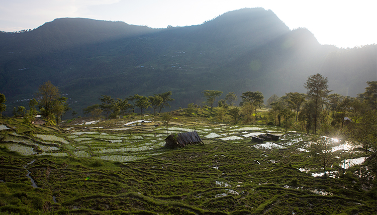 rice fields in Nepal photo by Eli Francovich rice fields in Nepal photo by Eli Francovich