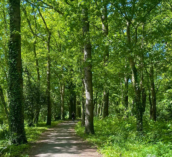 Forest path