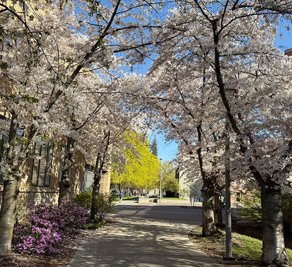 Path with pinkish purple azaleas, white cherry blossom arch of trees and a bright spring green maple in the background Path with pinkish purple azaleas, white cherry blossom arch of trees and a bright spring green maple in the background