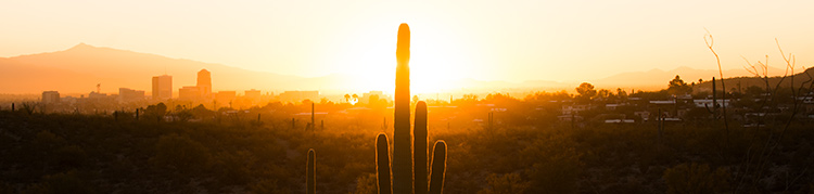 A saguaro cactus is silhouetted against a city skyline near the U.S./Mexico border A saguaro cactus is silhouetted against a city skyline near the U.S./Mexico border