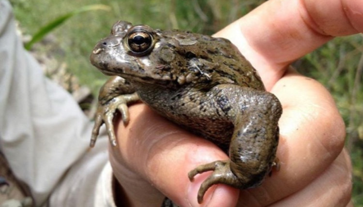 Erim Gomez holds frog for demonstration. Erim Gomez holds frog for demonstration.