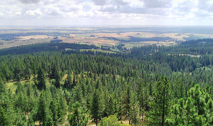 A view of the pine tree forest over the city of Spokane. A view of the pine tree forest over the city of Spokane.