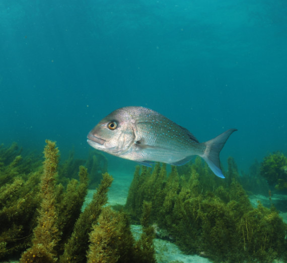 sq-Snapper-Fish-AdobeStock-498674373.jpg