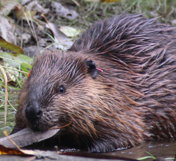 Beavers: Their Landscapes, Our Future