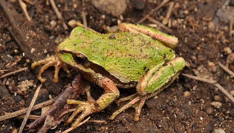 Green frog the ground. Green frog the ground.
