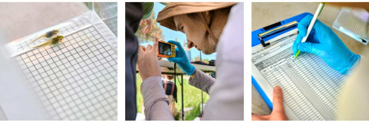 Gonzaga University Biology Students conducting research with Dr. Betsy Bancroft at the Turnbull National Wildlife Refuge.