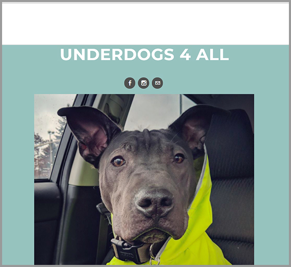 Underdogs 4 All website. Close up of black dog. Underdogs 4 All website. Close up of black dog.