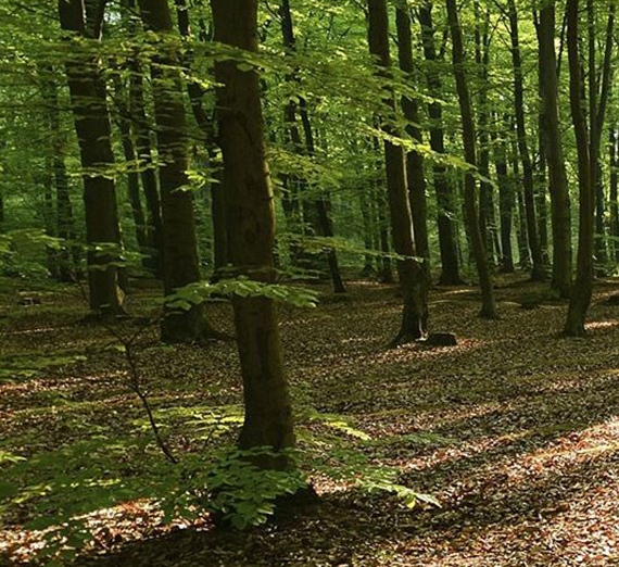 Trees in the forest with sunlight shining through. Trees in the forest with sunlight shining through.