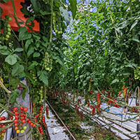 Tomatoworld Tomatoworld