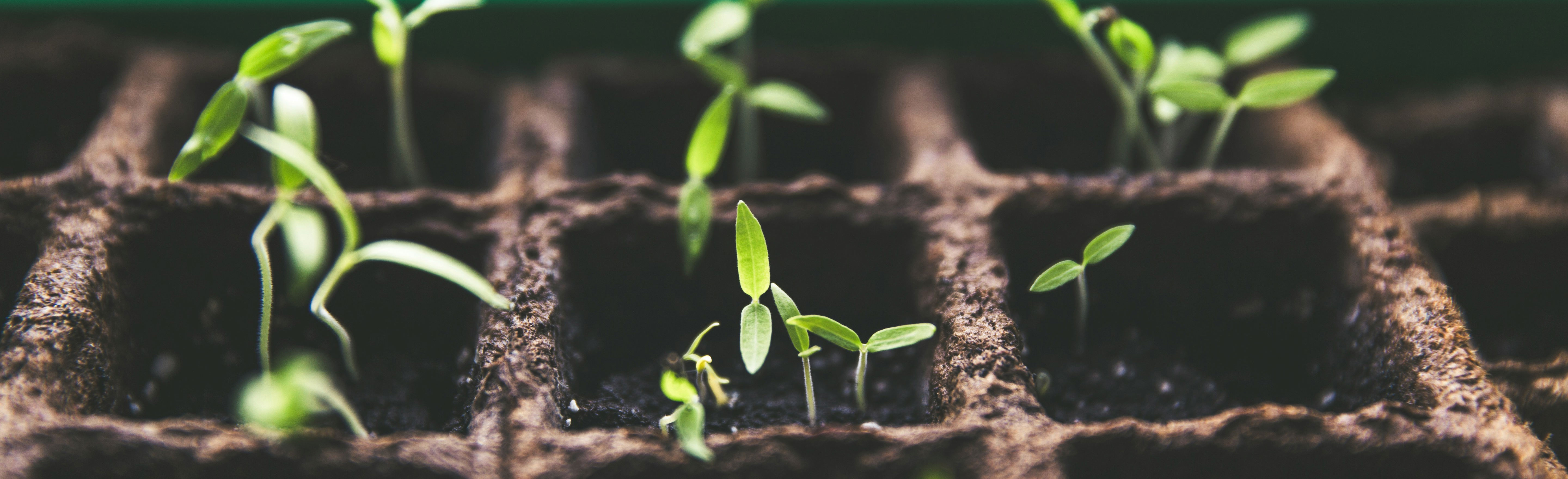 Plants sprouting