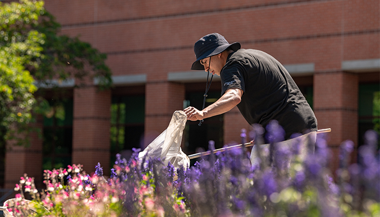a student looks for pollinators in campus gardens a student looks for pollinators in campus gardens