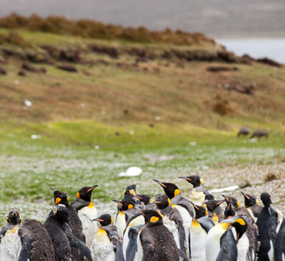Penguins in a field