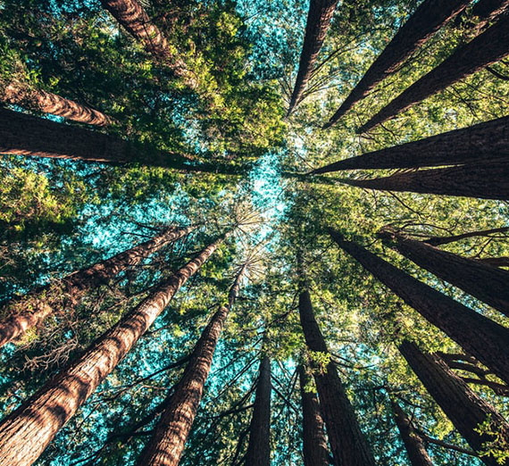 Environmental Law