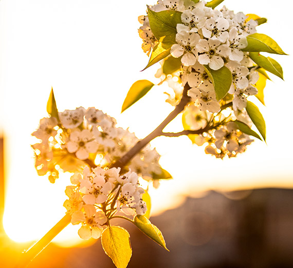 Flower with sunset in background.