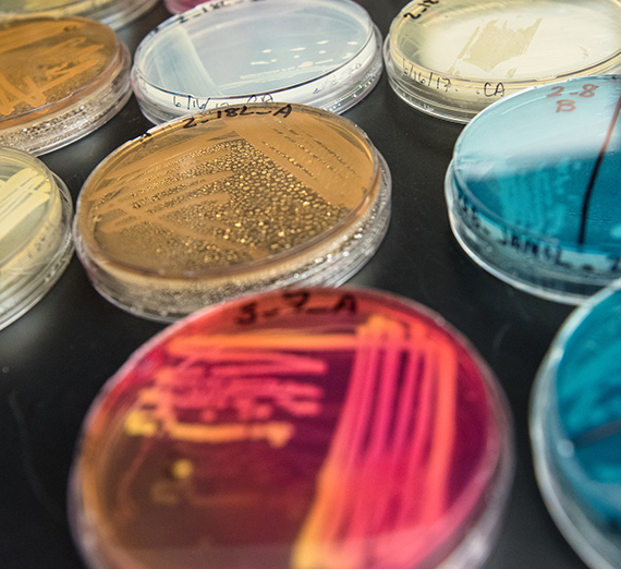 sq-biology-phages