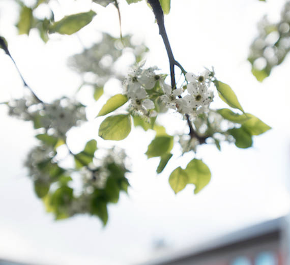 sq-sustainability-flowers.jpg